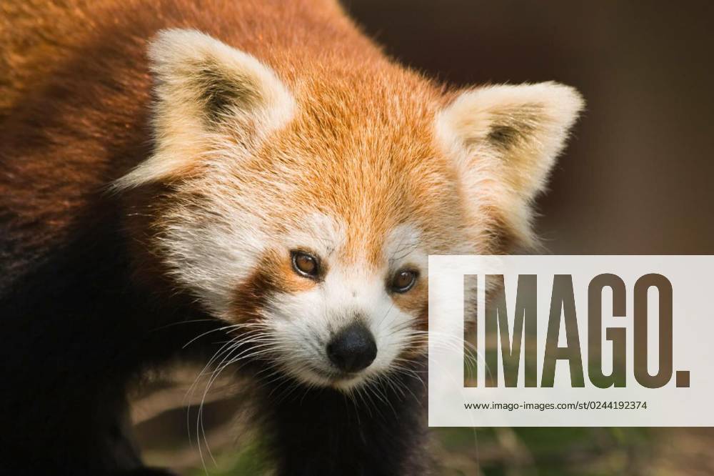 Red panda or firefox