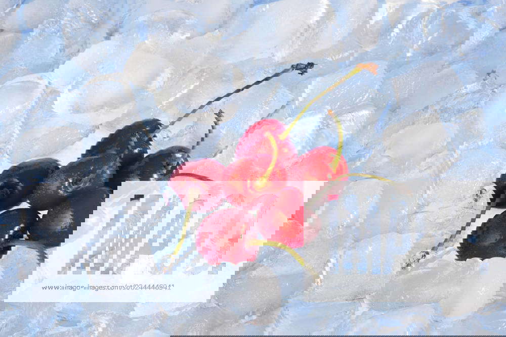 Fresh cherries on ice Beijing China