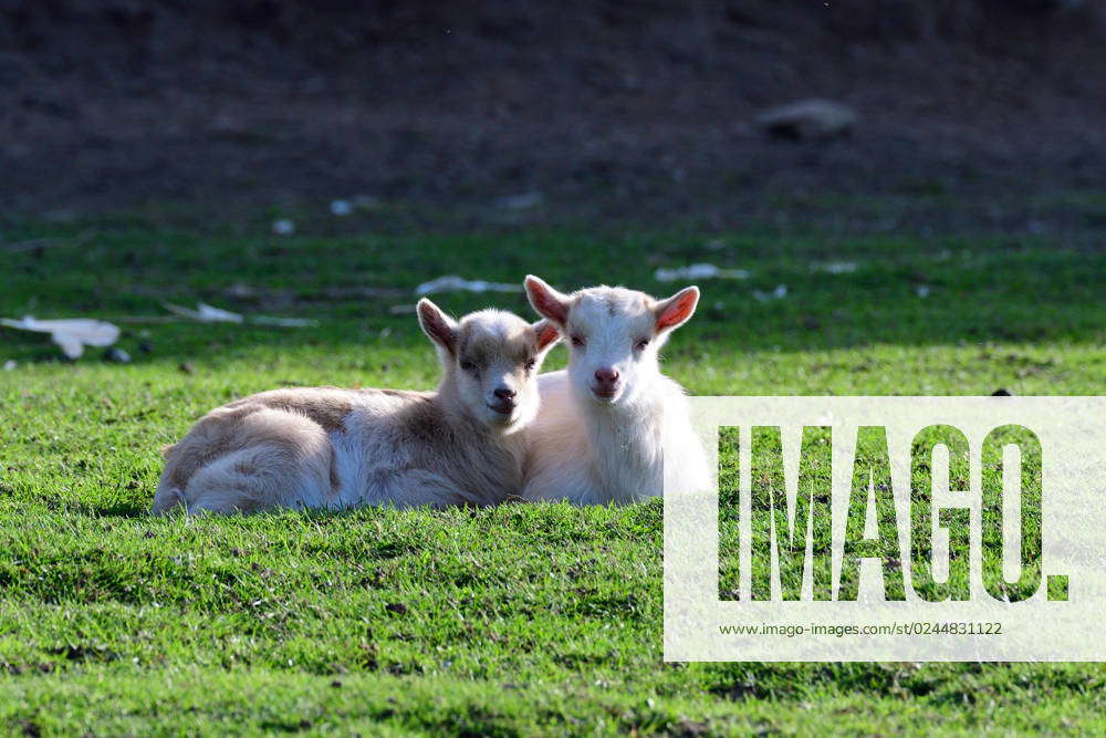 Junge Zicklein Auf Der Weide Junge Zicklein Auf Der Weide Young Goats In The Pasture In Spring 