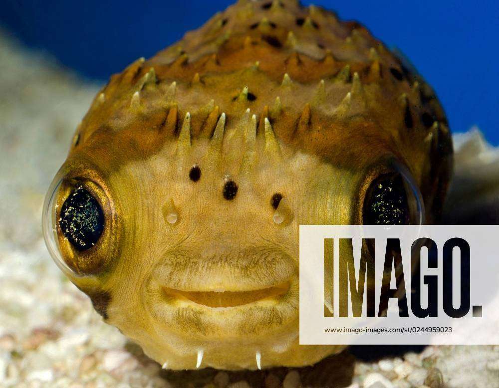Close-up front view of the face and eyes of a Porcupinefish or Porcupine puffer  fish (