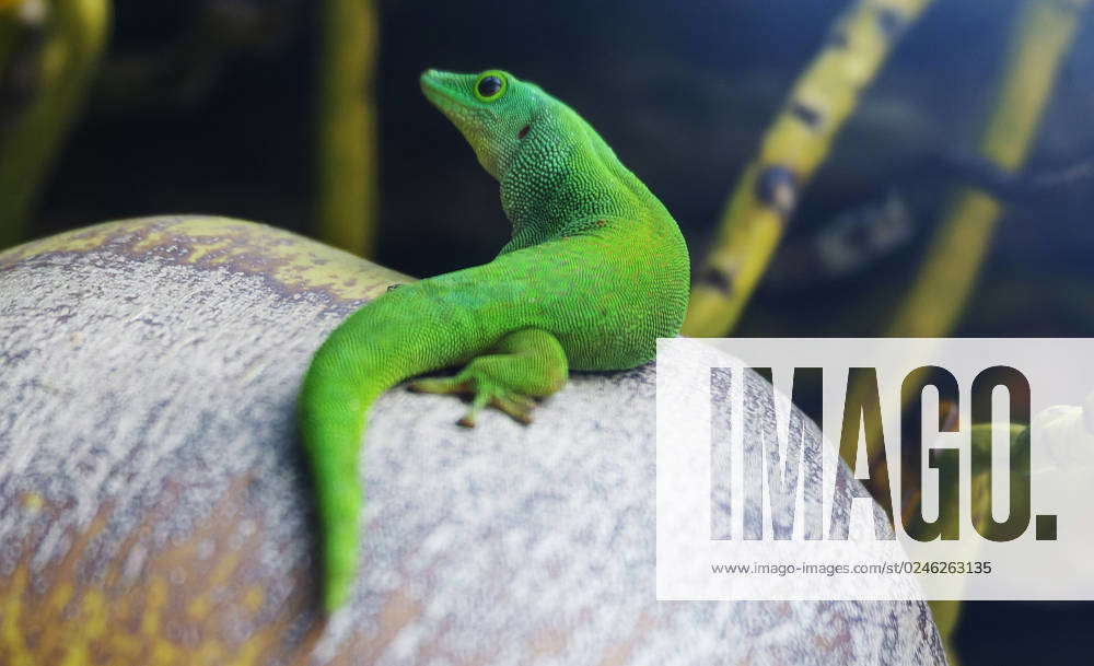 Taggecko, Seychelles giant day gecko (Phelsuma sundbergi) on a Coconut ...