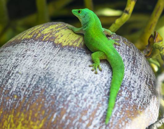 Taggecko, Seychelles giant day gecko (Phelsuma sundbergi) on a Coconut ...