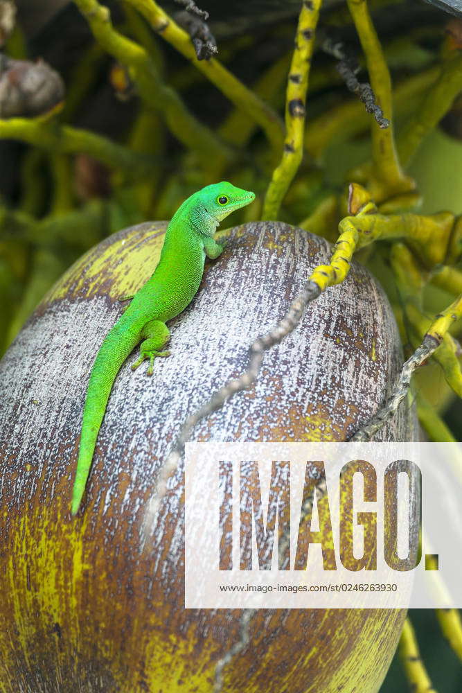 Taggecko, Seychelles giant day gecko (Phelsuma sundbergi) on a Coconut ...