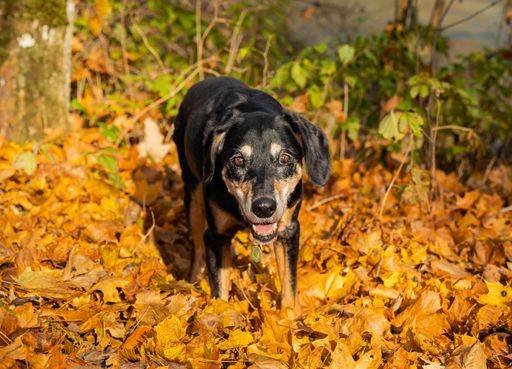 A cute curious Austrian Black and Tan Hound mixed breed dog on yellow ...