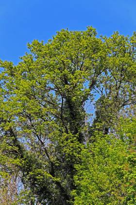 Foliage and branches of a stalk oak A stalk oak, also known as German ...