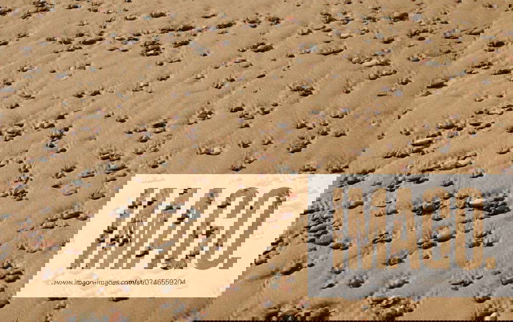 Ventspils Blue Flag Beach The Ventspils municipal beach was the first