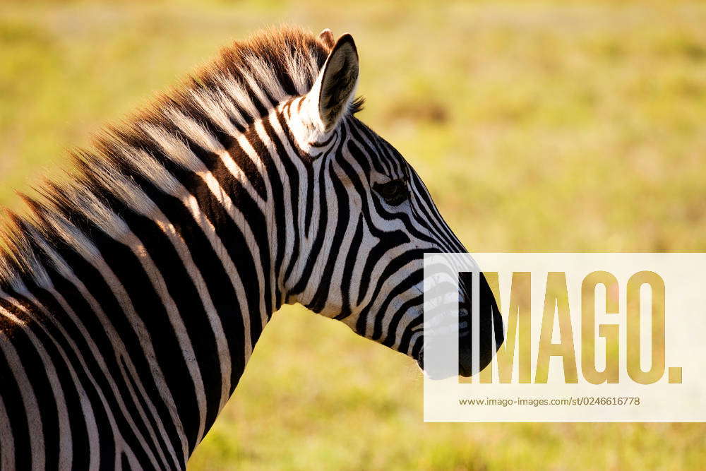 Close-up of a Zebra in Amakhala Game Reserve, South Africa