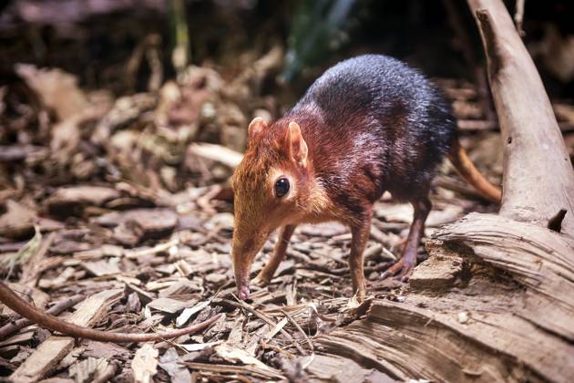 Red-shouldered proboscis dog Rhynchocyon petersi Red-shouldered ...