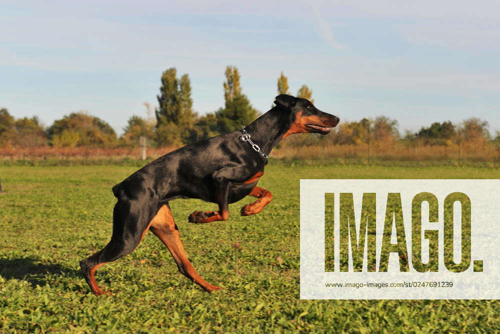 Doberman running 2024