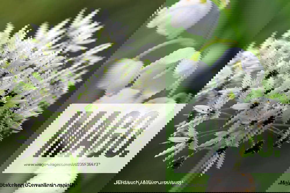 Dangers of confusing plants EDITED The flower of the poisonous lily of