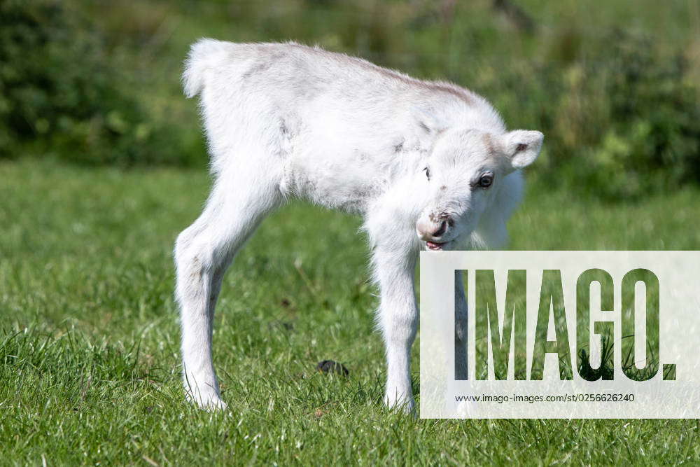 Less than a week old, blue eyed and as white as snow, adorable reindeer ...