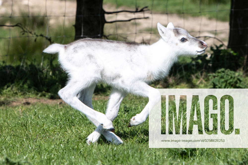 Less than a week old, blue eyed and as white as snow, adorable reindeer ...