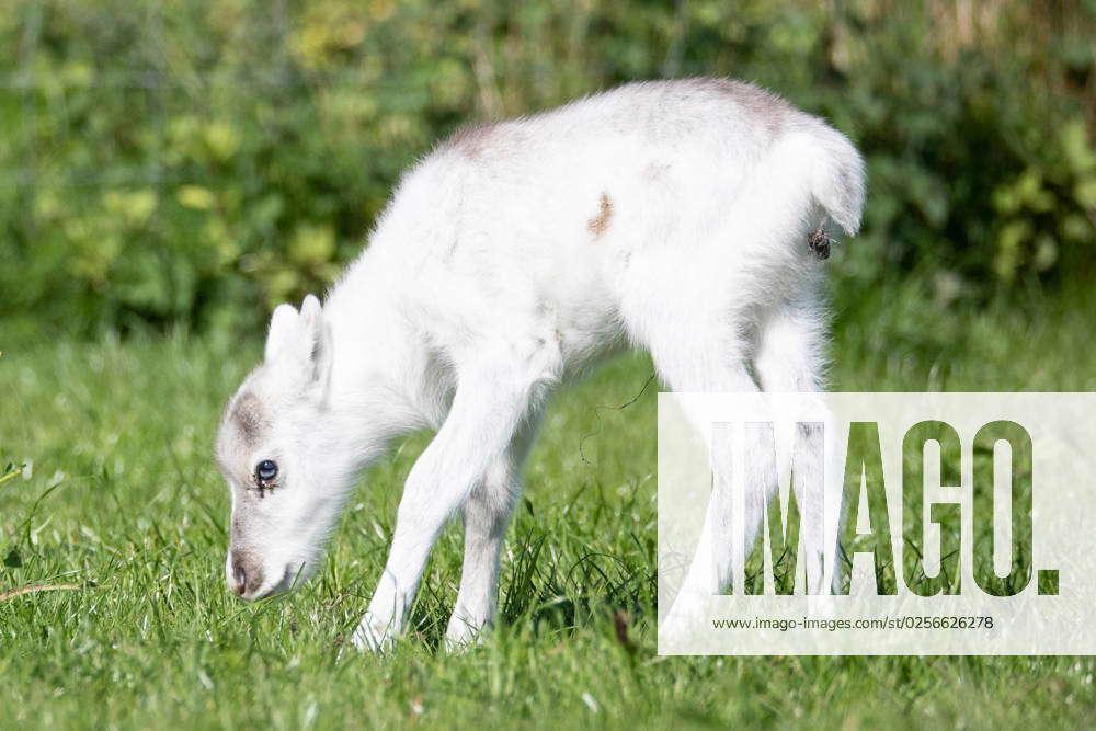 Less than a week old, blue eyed and as white as snow, adorable reindeer ...