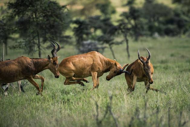 Hartebeest (Alcelaphus buselaphus aka Kongoni) at El Karama Ranch ...