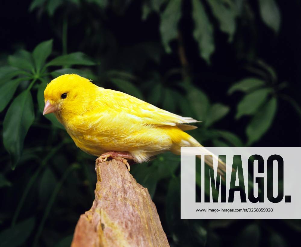 Canary Serinus Canaria , Adult standing at Stone