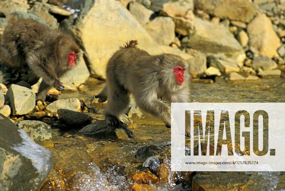 Japanese macaque Macaca fuscata , Adults at cross of River, Hokkaido ...