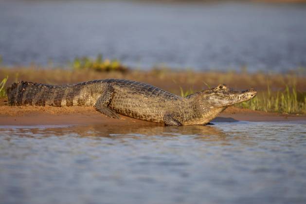 Spectacled Caiman, Crocodile Caiman, Spectacled Caiman yacare Crocodile ...