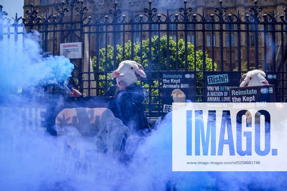 London, England, United Kingdom: Animal rights activists wearing sheep ...