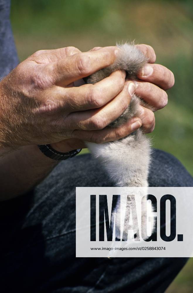 Man at the Identification of Gender one Mute Swan Cygnus olor , England, UK