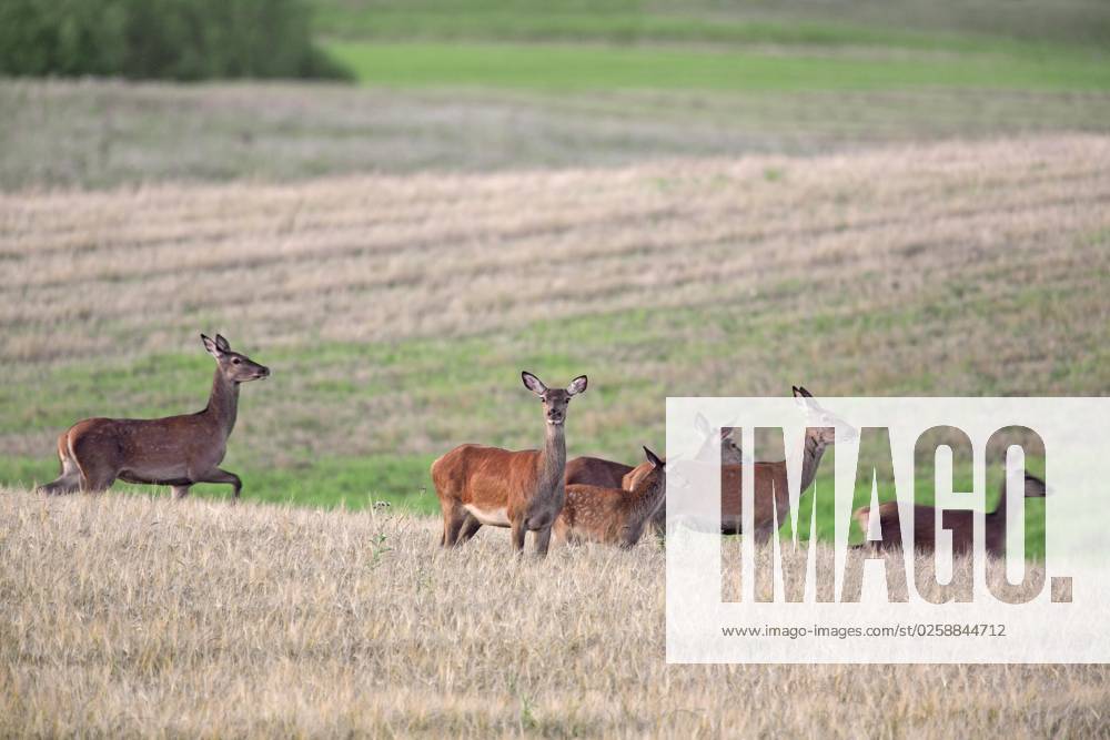 Red Deer Cervus elaphus , Boy Deer Cows with Kalb at the Foraging in a ...