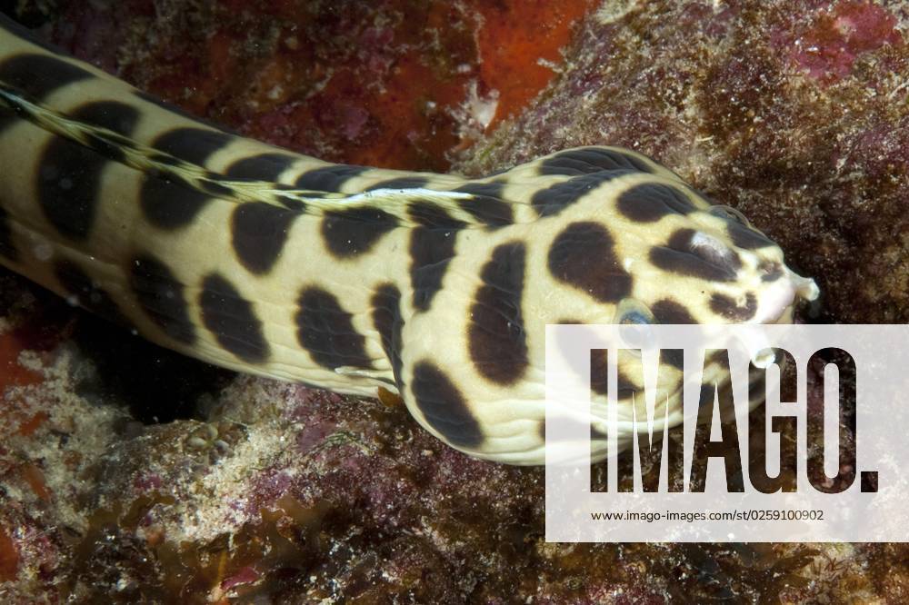 Gepunkteter Schlangenaal Myrichthys Gepunkteter Schlangenaal Myrichthys