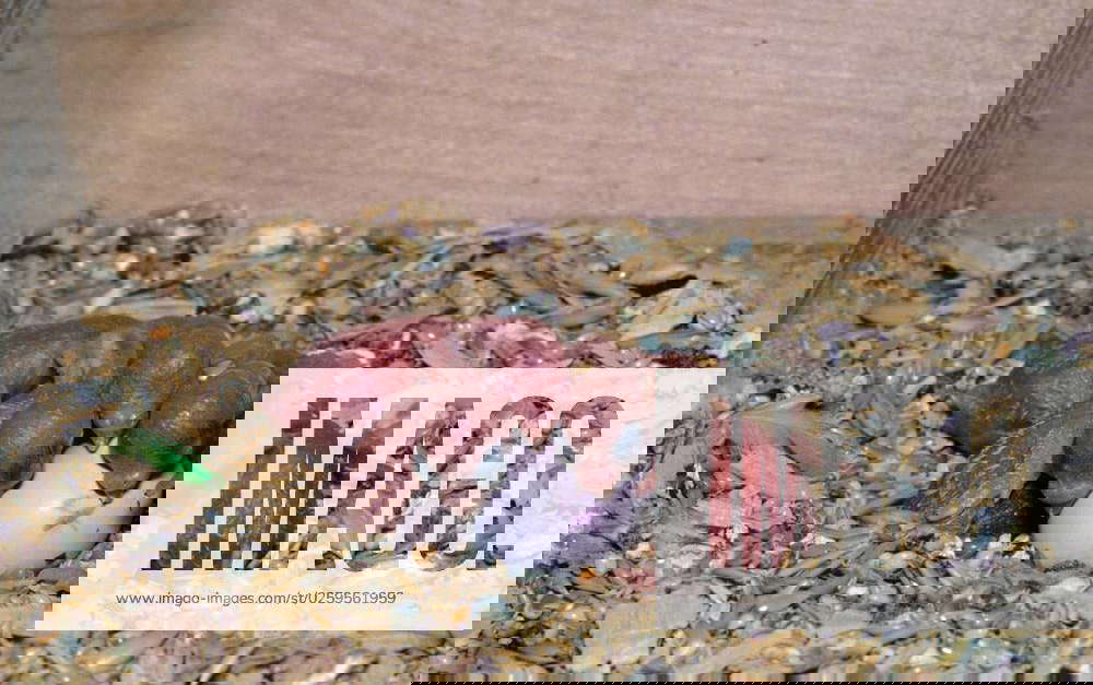 Budgies Melopsittacus undulatus , Chicks, 4 Days, Nesting box