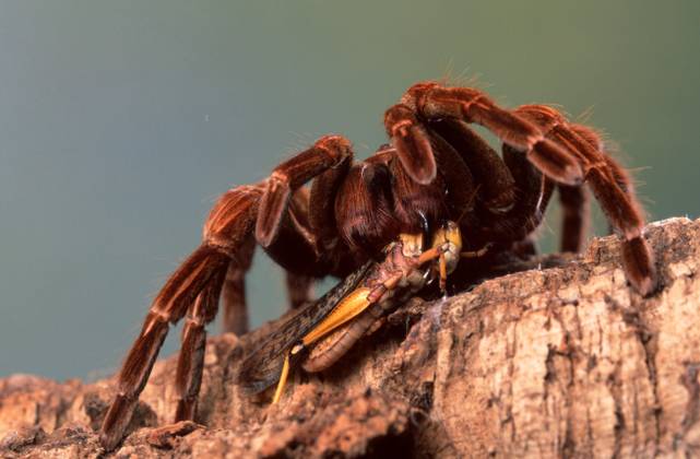 Colombia Giant bird spider, with Loot, eats Locust Pamphobeteus ...