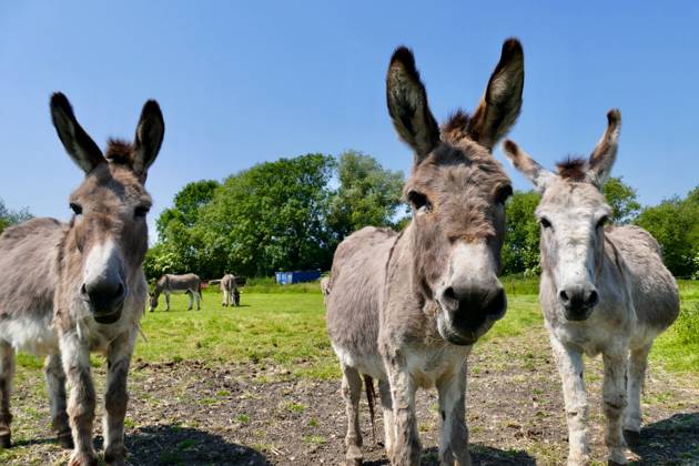 Seasonal weather, Island Farm Donkey Sanctuary, Donkeys in the heat at ...