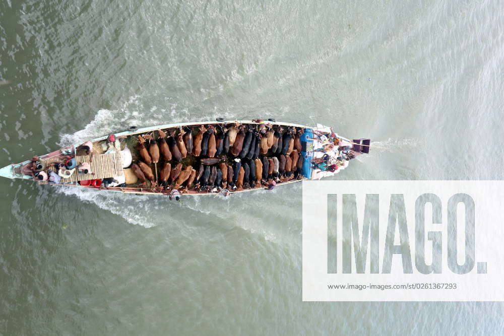 June 23, 2023, Dhaka, Dhaka, Bangladesh: Cattle traders transport their ...