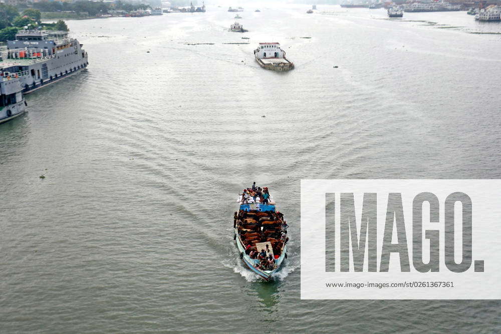 June 23, 2023, Dhaka, Dhaka, Bangladesh: Cattle traders transport their ...