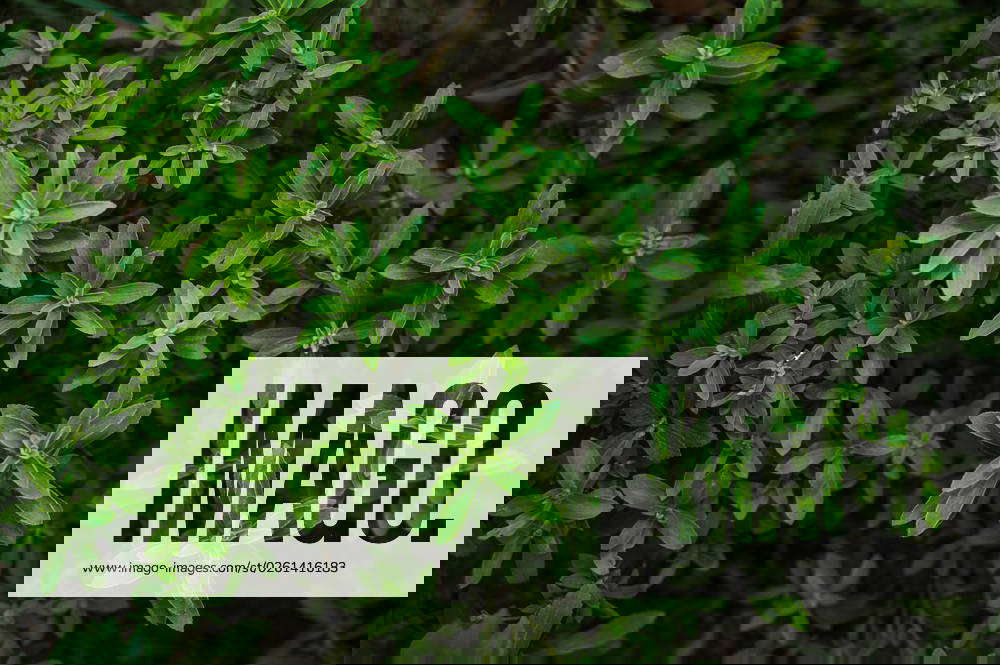 Stevia A Healthy Alternative To Sugar Stevia is a natural sweetener and