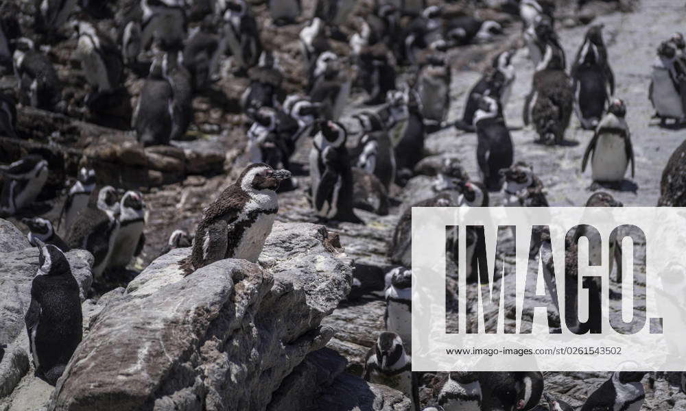 Betty S Bay Spectacled Penguins On The Beach View Of A Penguin Colony 