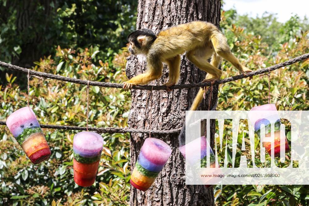 **VIDEO AVAILABLE. CONTACT TO RECEIVE.** Refreshing fruit tea icelollies made for