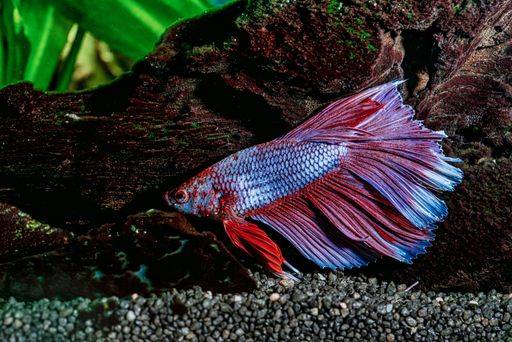 Simens Fish A closeup shot of a vibrant Siamese fighting fish swimming in an ...