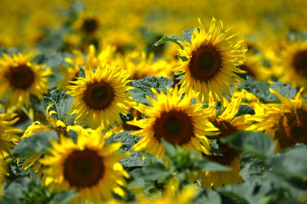 July 7, 2023, Znojmo, Czech Republic: Sunflowers (Helianthus annuus ...