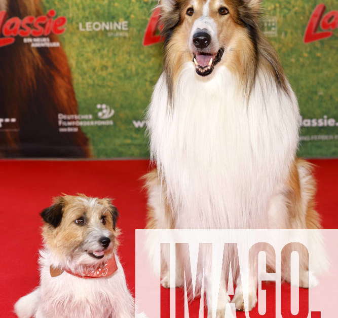 The movie dogs Pippa and Lassie v l at the premiere of the movie