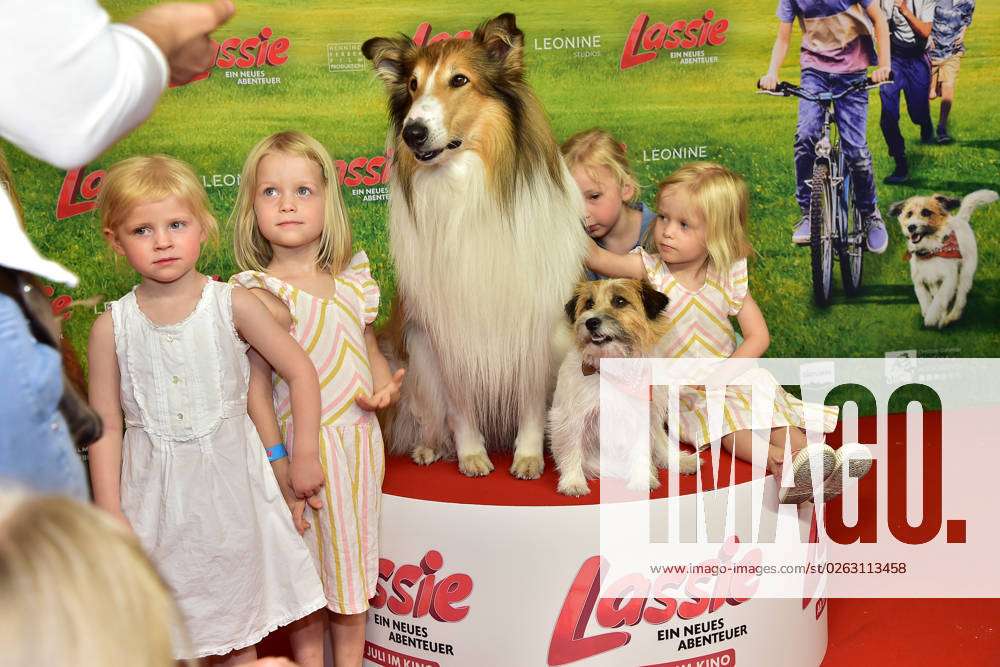 The movie dogs Pippa and Lassie v l at the premiere of the movie