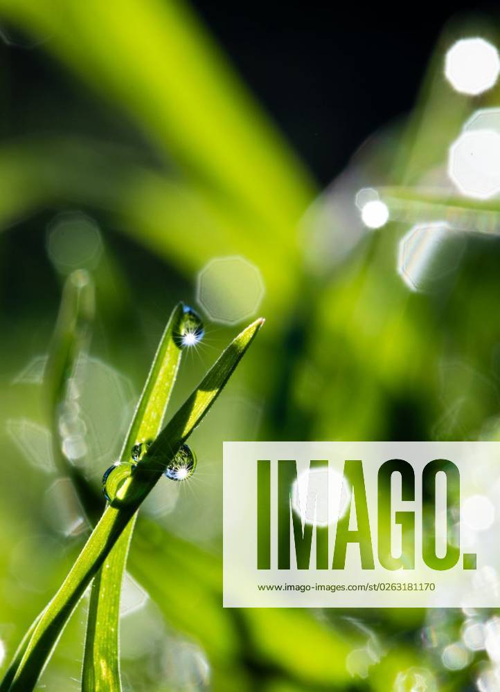 Vertical image of close up of green plants and grass with water drops ...