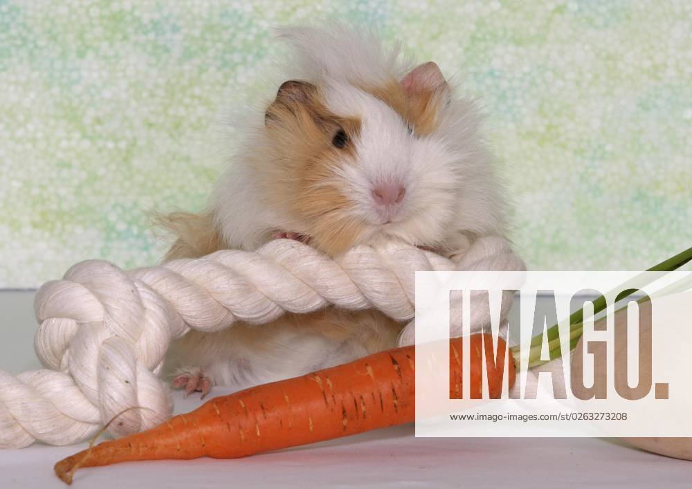 6 weeks Old Angora Guinea pig, Female, is with the Forepaws at a ...