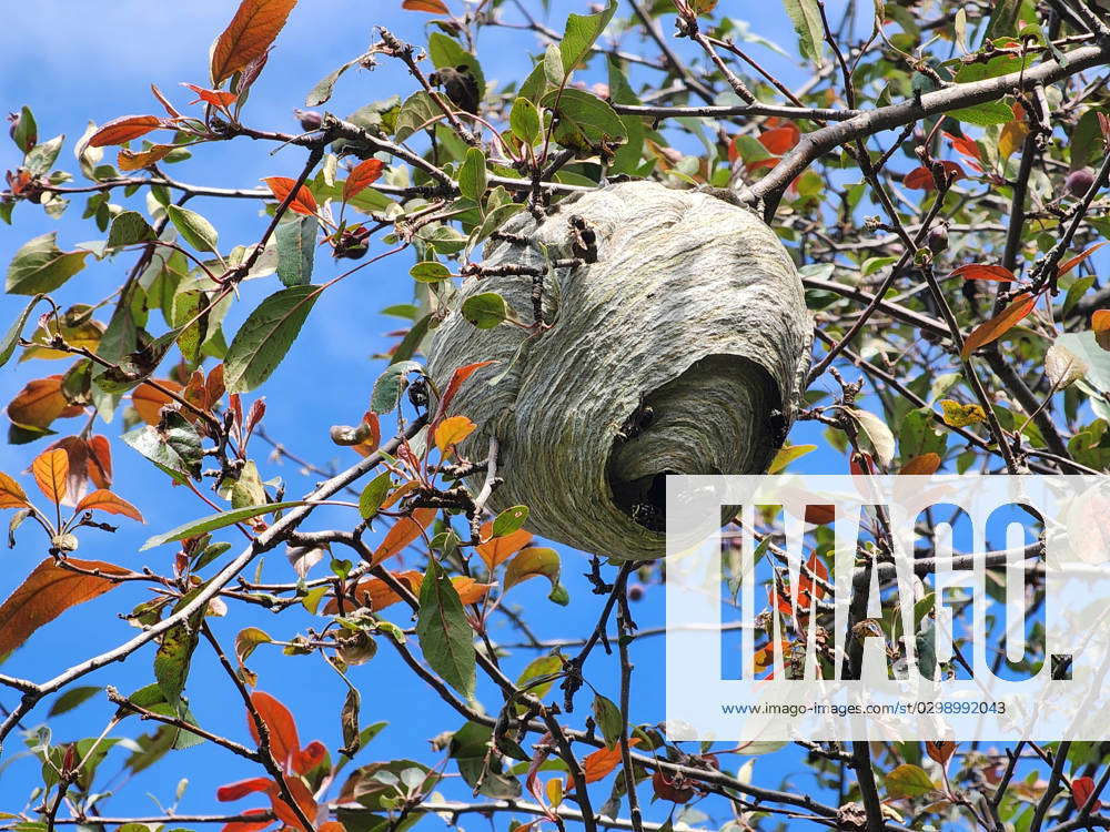 Bald-faced Hornet Nest Bald-faced hornet (Dolichovespula maculata) nest ...