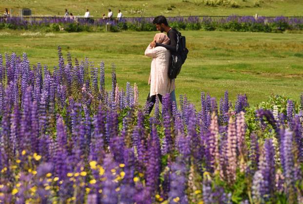 Lupinus flower attract tourists at famous ski resort Gulmarg in Kashmir ...