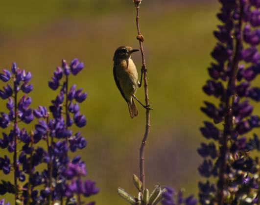 Lupinus flower attract tourists at famous ski resort Gulmarg in Kashmir ...