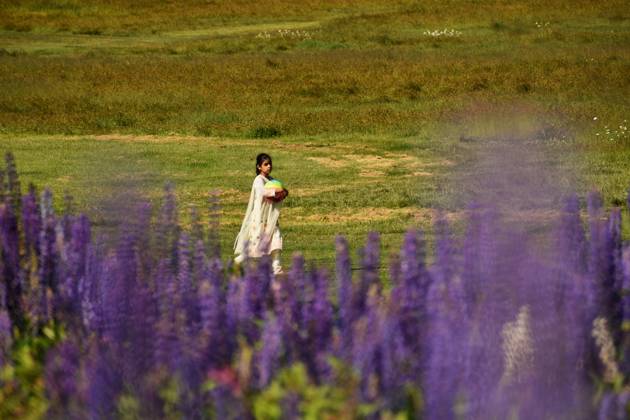 Lupinus flower attract tourists at famous ski resort Gulmarg in Kashmir ...