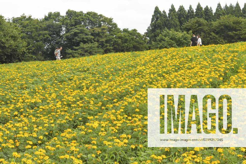 Sunflowers in full bloom at Tottori park Marigold flowers are in bloom ...