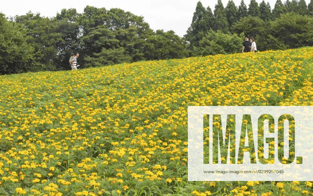 Sunflowers in full bloom at Tottori park Marigold flowers are in bloom ...