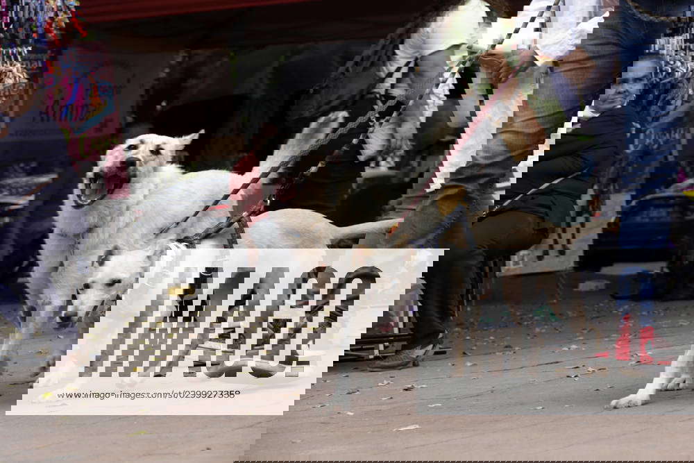 Can Fest within the framework of World Dog Day in Mexico July 22, 2023