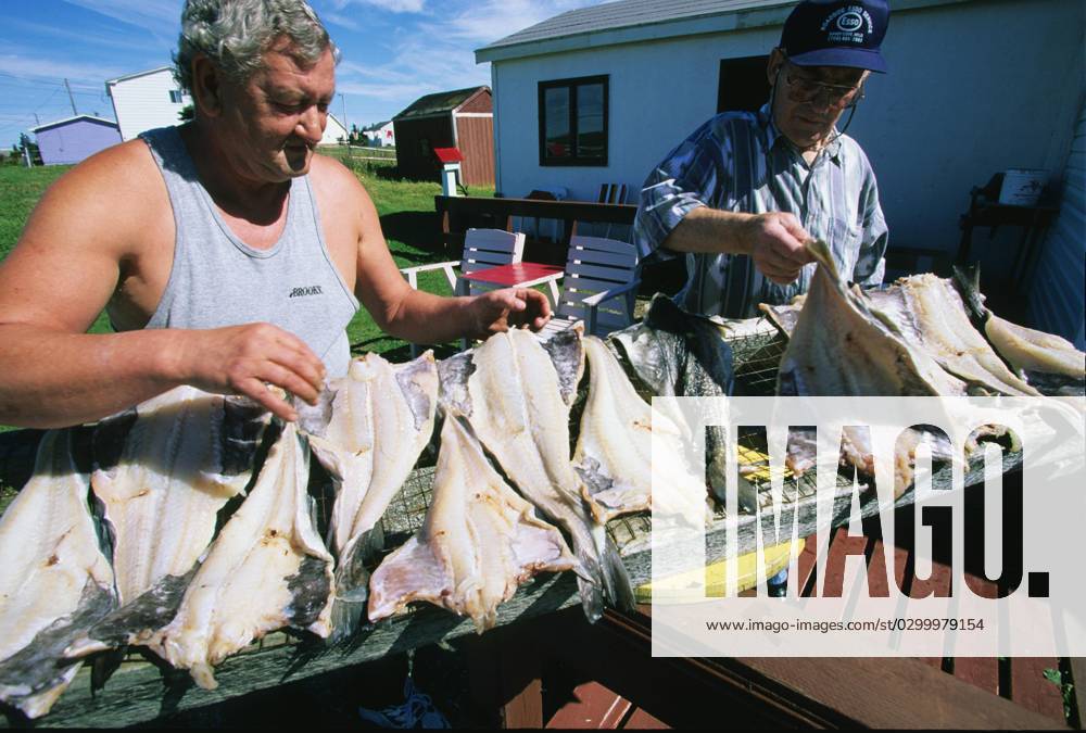 Men drying COD fish, Newfoundland, Canada, Men dry Cod, Newfoundland