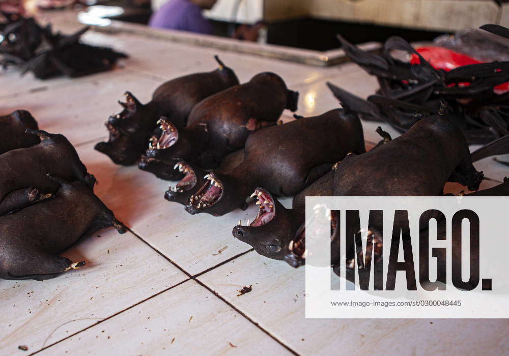 Bat Meat Is Used As Medicine Bats that have died after being burned are ...