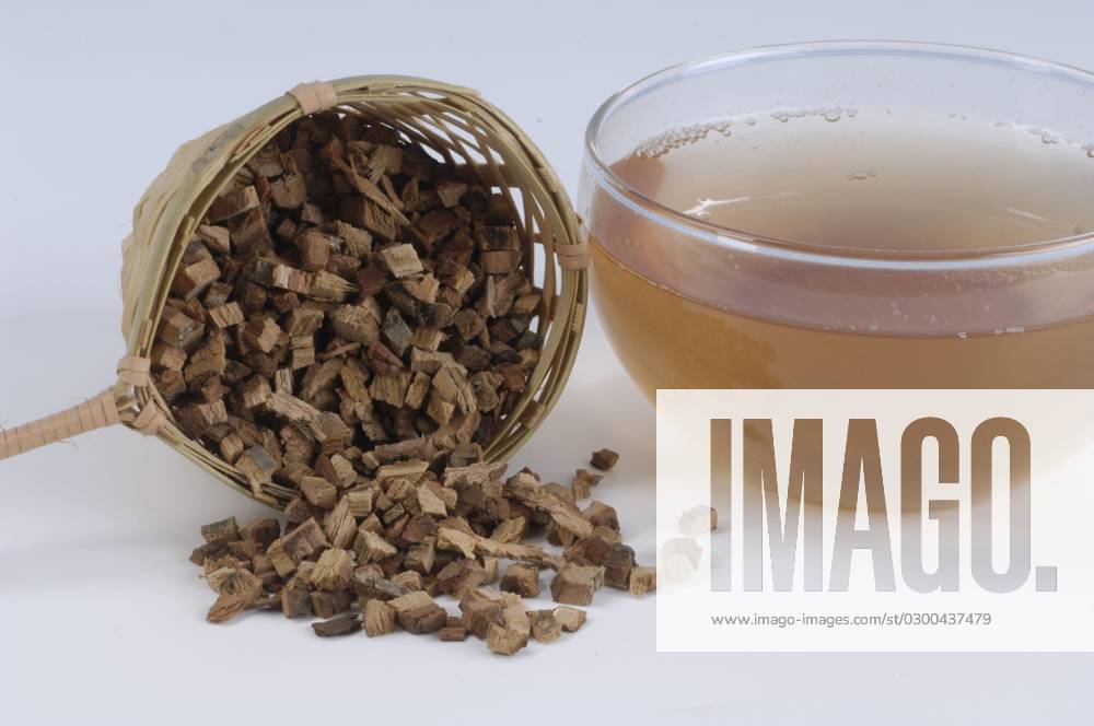 Cup Tea from Oak bark Quercus Robur , Oak bark tea