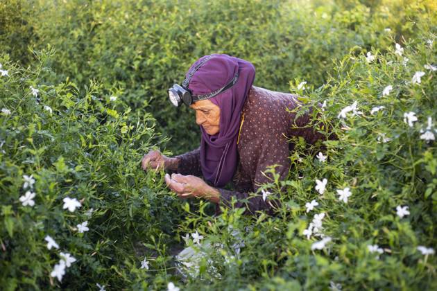 Jasmine Harvest In Egypt Workers harvest jasmine flowers in the village ...